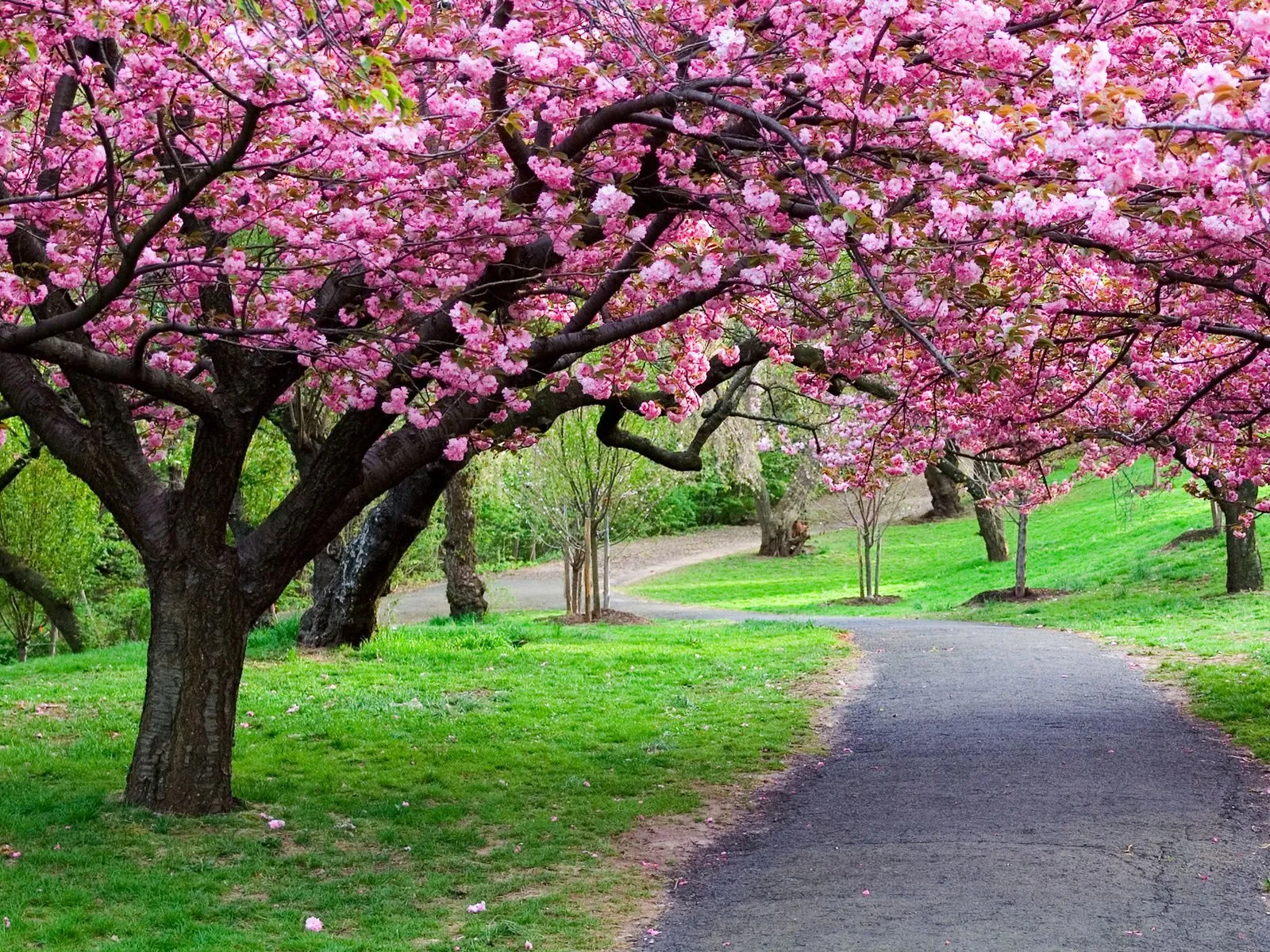 fotos de arboles con hojas rosadas para facebook Mejores fotos del ... fotos de arboles con hojas rosadas para facebook Mejores fotos del ...