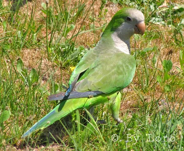 Fotos de aves by Loro: Cotorra Argentina (Myiopsitta monachus) Fotos de aves by Loro: Cotorra Argentina (Myiopsitta monachus)