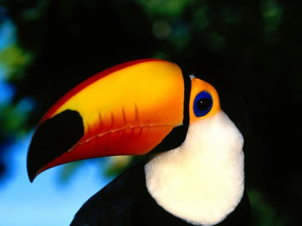 Fotos de Aves Exoticas | FOTOBLOG X