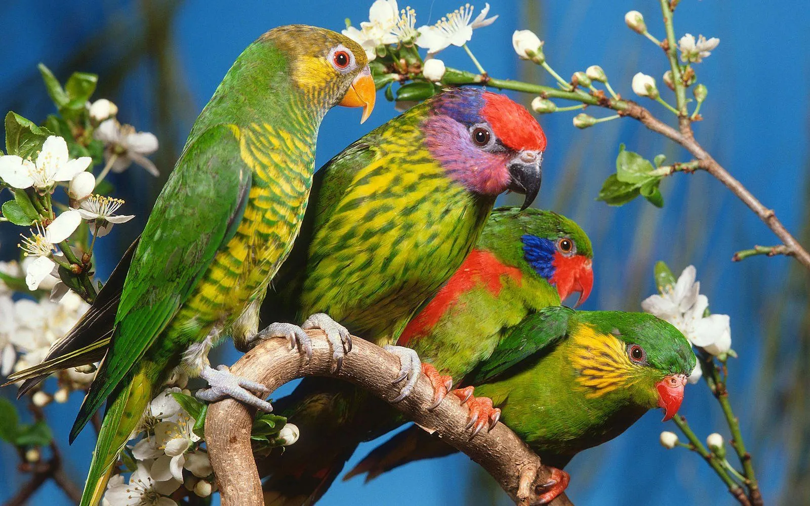 Fotos de Aves Exoticas | Fotos e Imágenes en FOTOBLOG X Fotos de Aves Exoticas | Fotos e Imágenes en FOTOBLOG X