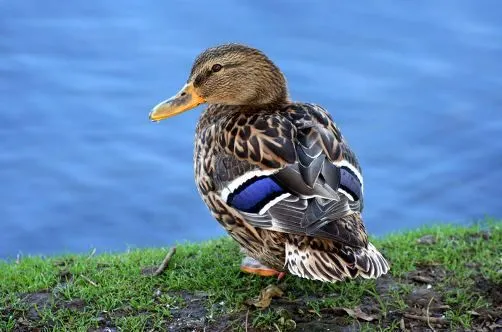 Fotos de aves, mirando a la vida | SobreFotos Fotos de aves, mirando a la vida | SobreFotos