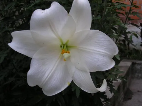 fotos de AZUCENAS - Foro de InfoJardín