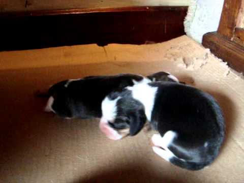 Perros beagle recien nacidos - Imagui