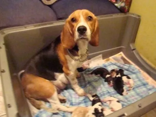 Fotos de BEAGLES A LA VENTA - Heredia - Animales / Mascotas Fotos de BEAGLES A LA VENTA - Heredia - Animales / Mascotas
