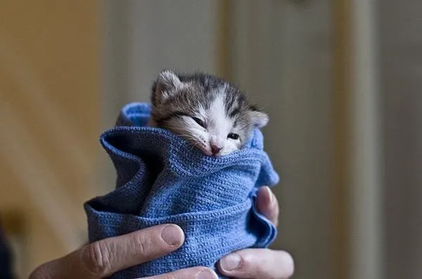 Galería de 35 bebes animales | La cocina de Bender