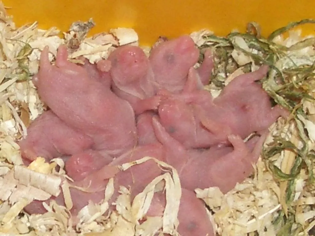 hamster bebes (2) | Cuidar de tu mascota es facilisimo. hamster bebes (2) | Cuidar de tu mascota es facilisimo.