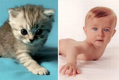 Fotos de bebes que parecen gatos ~ Fotos e imagenes graciosas ...