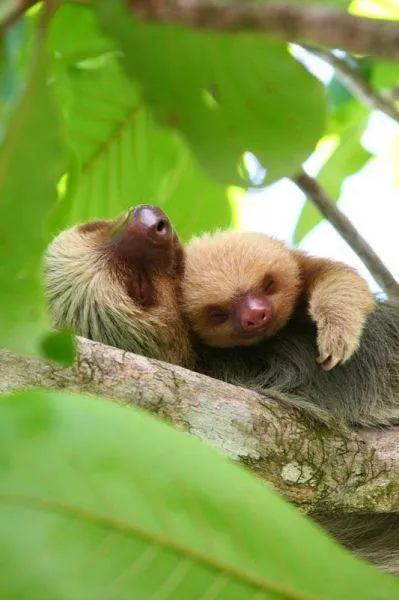 Fotos de todos los bebés del reino animal: Abrazando a su mamá