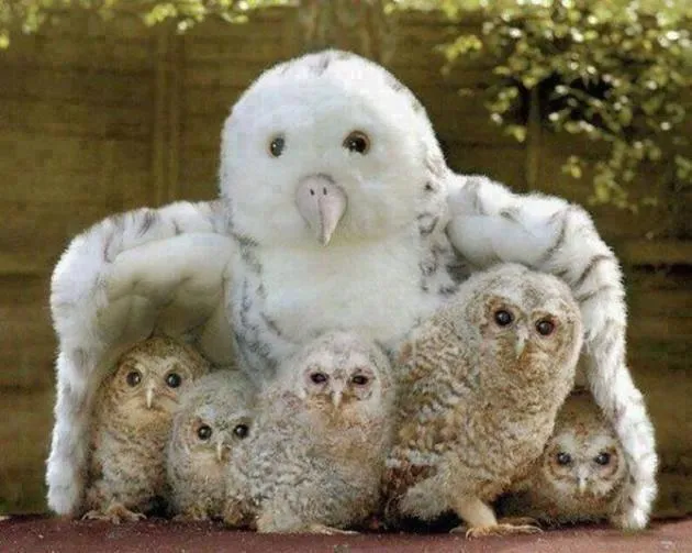 Fotos de todos los bebés del reino animal: Linda familia de buhos