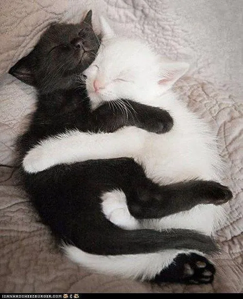 Fotos de todos los bebés del reino animal: Dos gatitos bebés ...