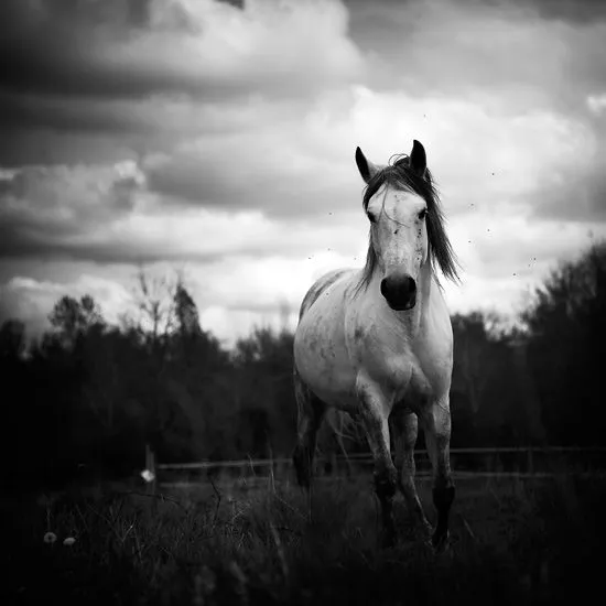 Caballo en blanco y negro - Imagui