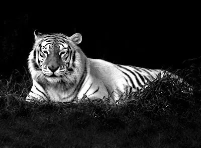 FOTOS EN BLANCO Y NEGRO: El gran tigre blanco FOTOS EN BLANCO Y NEGRO: El gran tigre blanco