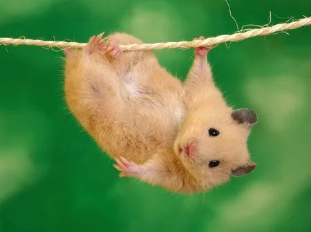 Imágenes Bonitas Animales - Vol.1 (20 Fotos) - Imagenes con Frases ... Imágenes Bonitas Animales - Vol.1 (20 Fotos) - Imagenes con Frases ...