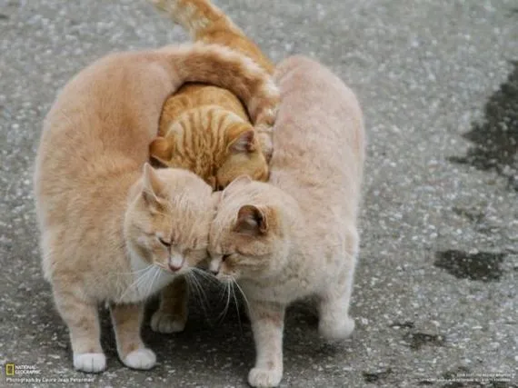 Fotos muy bonitas de animales!! - Taringa!