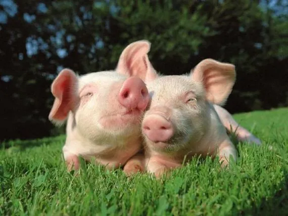 Fotos muy bonitas de animales!! - Taringa!