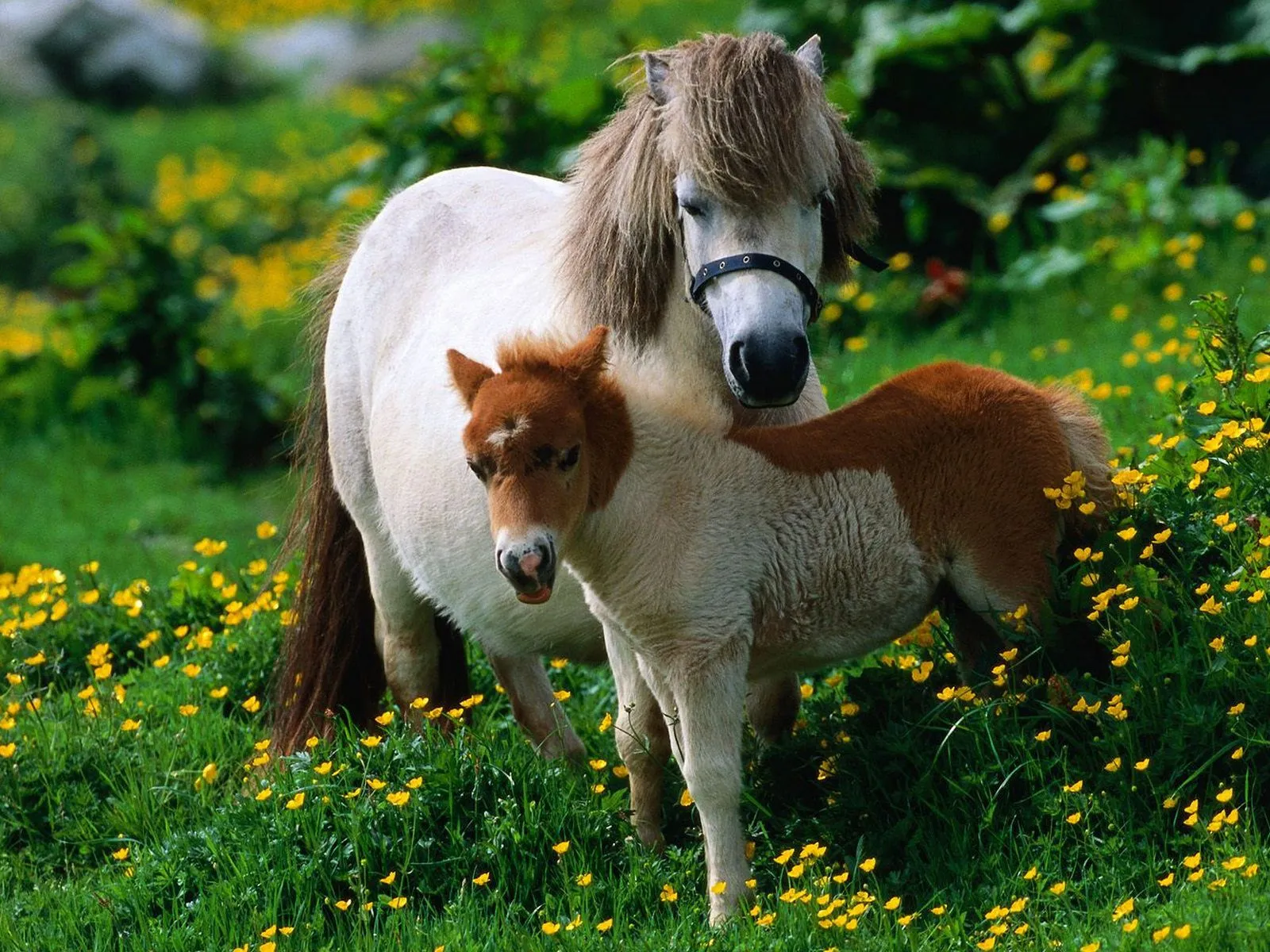 Fotos bonitas de un caballo con un potro en medio de un paisaje ... Fotos bonitas de un caballo con un potro en medio de un paisaje ...