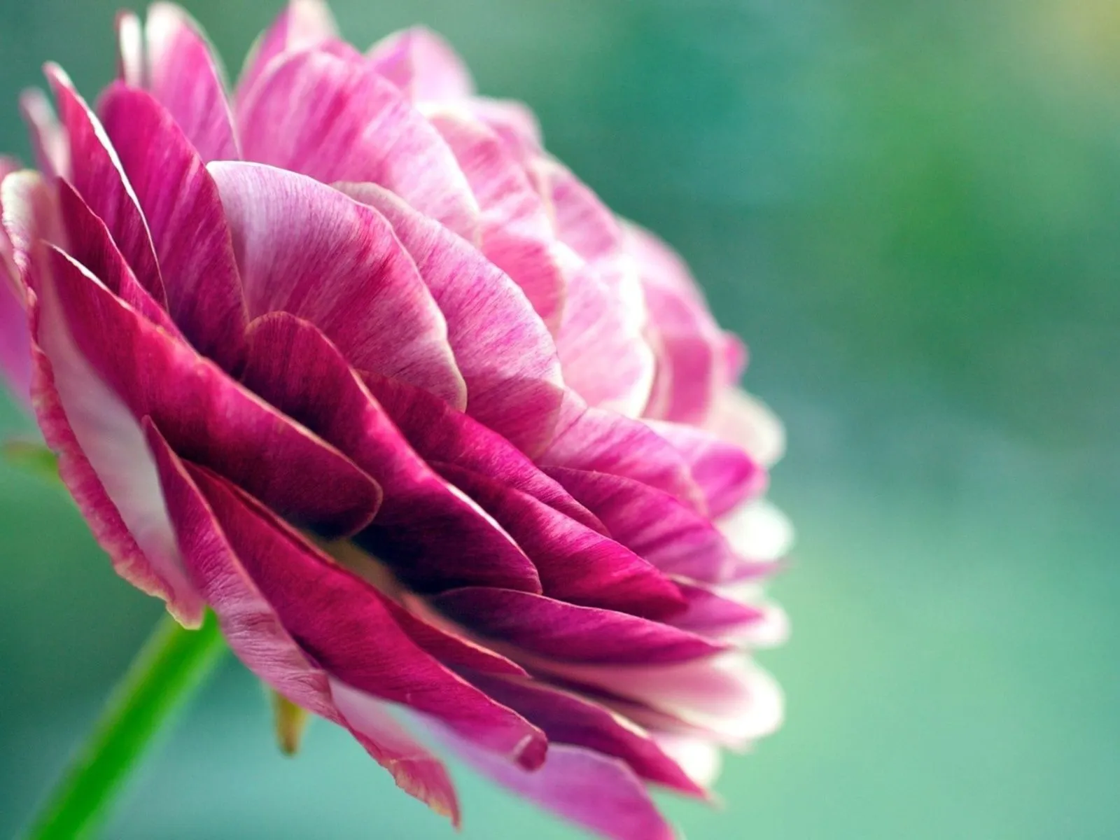 Fotos bonitas de flores palo rosa para facebook Mejores fotos del ...
