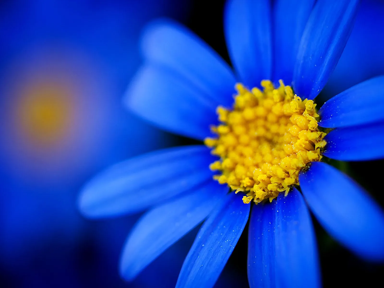 Fotos bonitas de flores de petalos azul para facebook Mejores ... Fotos bonitas de flores de petalos azul para facebook Mejores ...