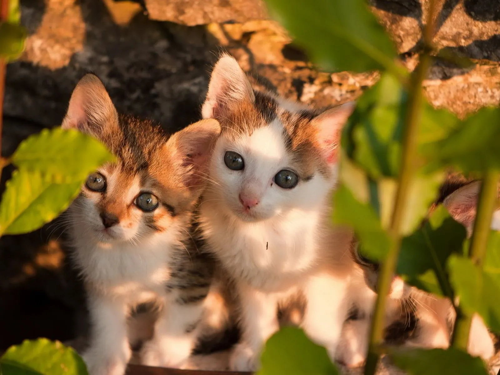 Fotos bonitas de gatitos tiernos para facebook ~ Mejores Fotos del ... Fotos bonitas de gatitos tiernos para facebook ~ Mejores Fotos del ...