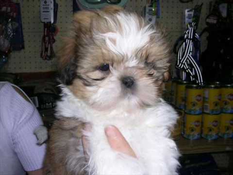 muchas fotos bonitas de muchos perritos hermosos - YouTube