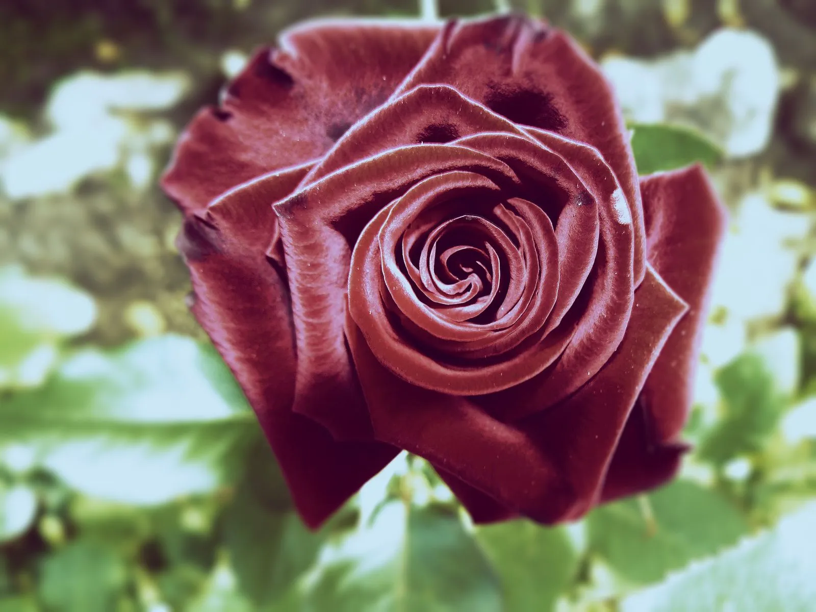 Rosas rosas bonitas - Imagui