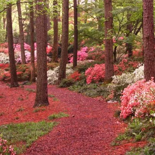 FOTOS DE BOSQUES PRECIOSOS.