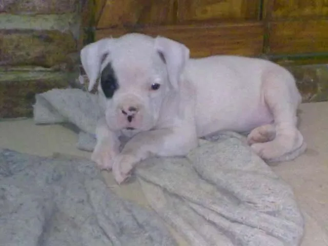 Boxer cachorro negro - Imagui