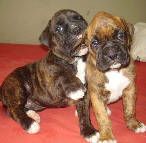 Fotos de BOXER CACHORROS BAYOS Y ATIGRADOS - Capital Federal ...