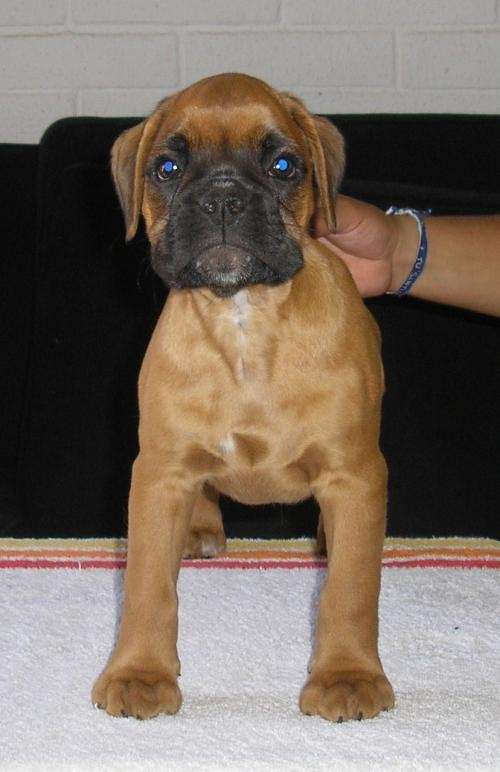 Fotos de BOXER EUROPEO - Santiago - Animales / Mascotas