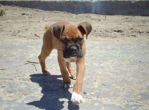 Fotos de Boxer Indico Americano - Criadero LAS MARIAS - Buenos ... Fotos de Boxer Indico Americano - Criadero LAS MARIAS - Buenos ...