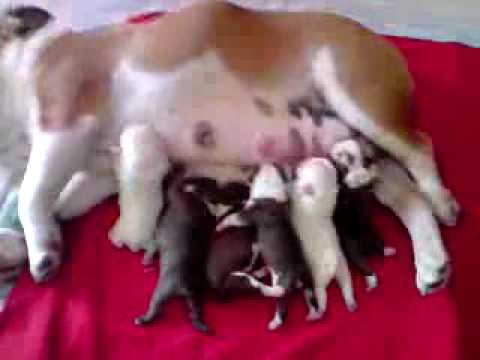 Fotos de bulldog inglés recien nacidos - Imagui