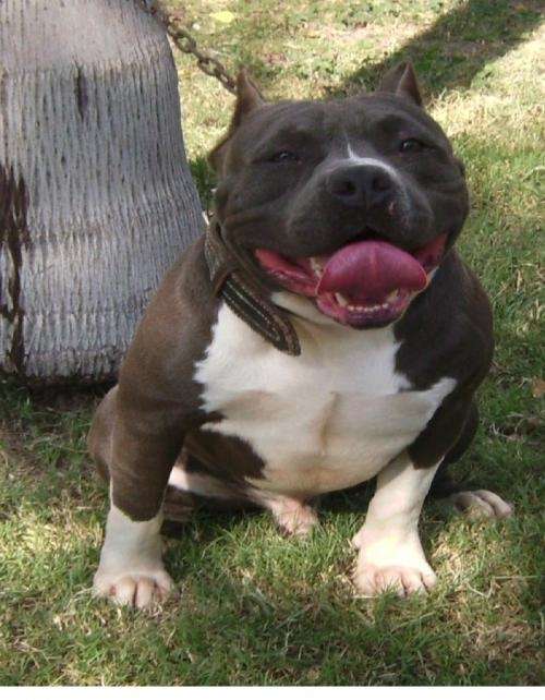 Fotos de Bully pitbulls blue razors edge en Buenos Aires, Argentina