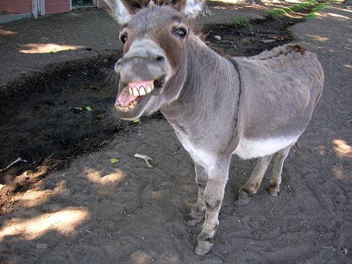 Burros graciosos - Imagui