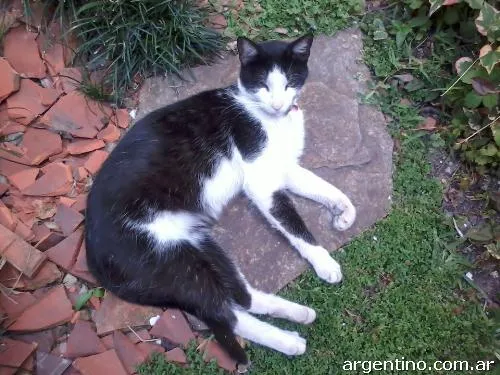 754462-busco-a-mi-gato-zona- ...