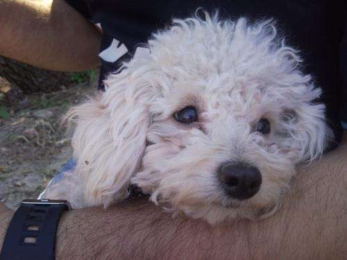 Busco novia para caniche mini toy - San Luis, Argentina - Animales ... Busco novia para caniche mini toy - San Luis, Argentina - Animales ...