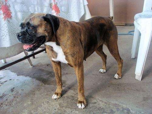 Busco perro boxer para cruza - Región Metropolitana, Chile ... Busco perro boxer para cruza - Región Metropolitana, Chile ...
