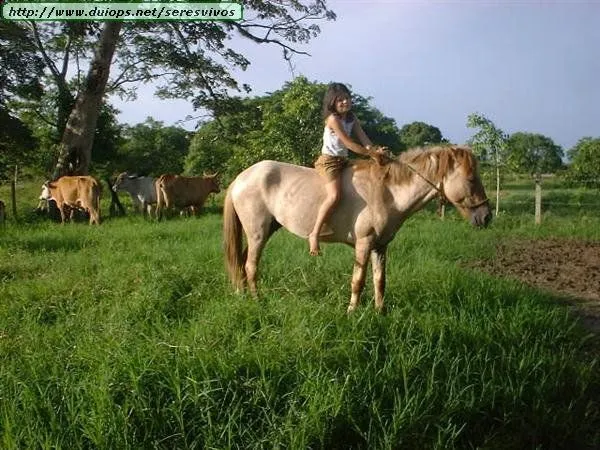 Fotos de caballos (