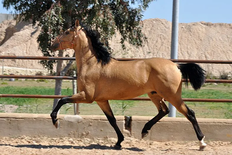 Fotos de caballos bayos