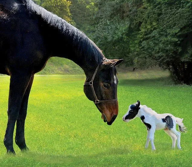 El caballo más pequeño del mundo, cumple su primer año de vida