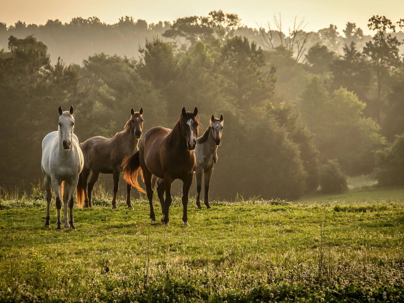 Fotos de caballos en el campo para facebook | Mejores Fotos del ...
