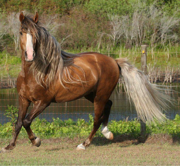 Fotos de caballos – IV - El Mundo del Caballo - Caballos, razas de ... Fotos de caballos – IV - El Mundo del Caballo - Caballos, razas de ...