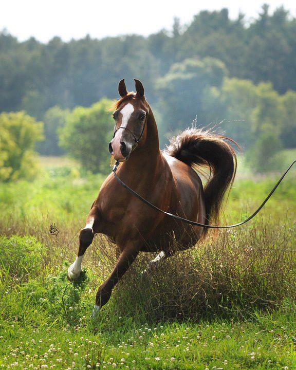 Fotos de caballos – IV - El Mundo del Caballo - Caballos, razas de ...