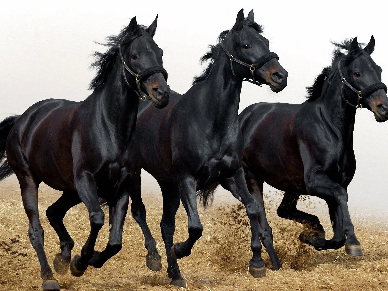 fotos de tres caballos negros para facebook Mejores fotos del ... fotos de tres caballos negros para facebook Mejores fotos del ...