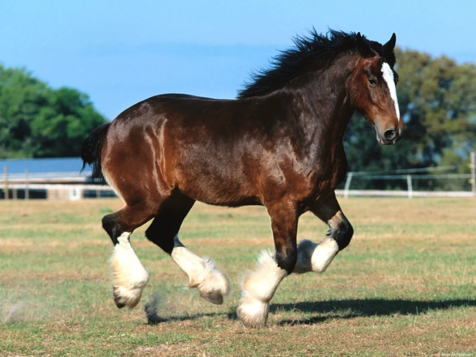 Fotos De Caballos Con Talento Bejucal Ocampo Animales Pictures