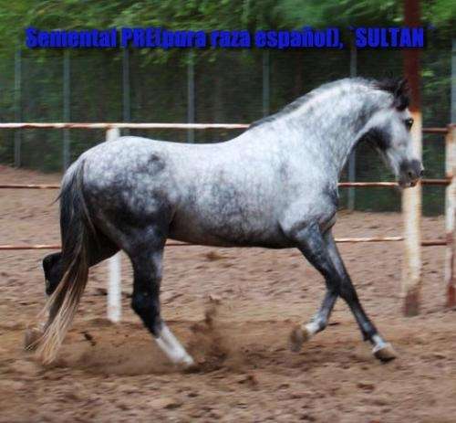 Imagenes de caballos en venta - Imagui