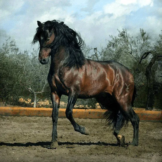 Fotos de caballos - VII - El Mundo del Caballo - Caballos, razas ... Fotos de caballos - VII - El Mundo del Caballo - Caballos, razas ...