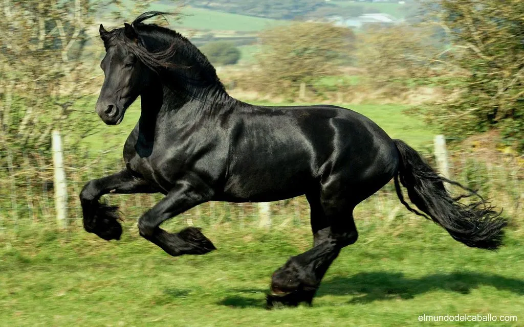 Fotos de caballos - XI - El Mundo del Caballo - Caballos, razas de ... Fotos de caballos - XI - El Mundo del Caballo - Caballos, razas de ...
