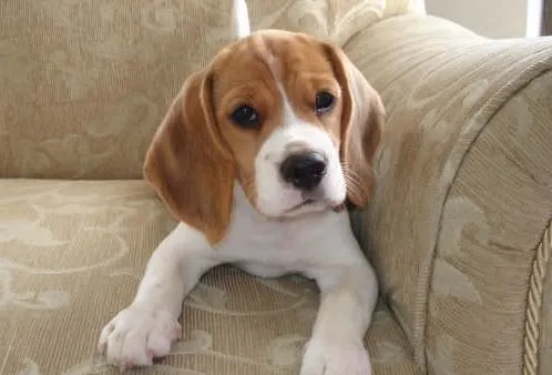 Fotos cachorro beagle llamada Maya | Putumayo (Colombia)