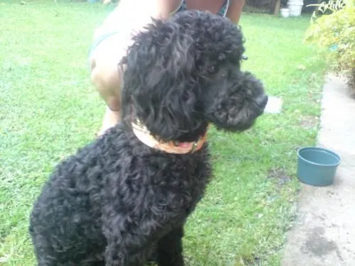 Cachorro french poodle negro - San José, Costa Rica - Animales ...