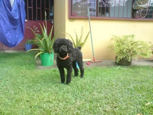 Cachorro french poodle negro - San José, Costa Rica - Animales ...